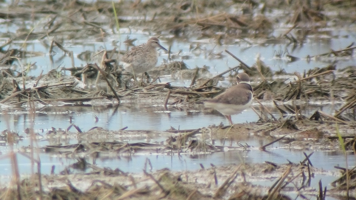 Sharp-tailed Sandpiper - ML643240498