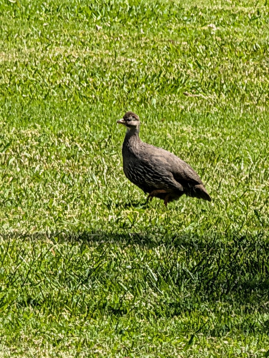 Cape Spurfowl - ML643240512
