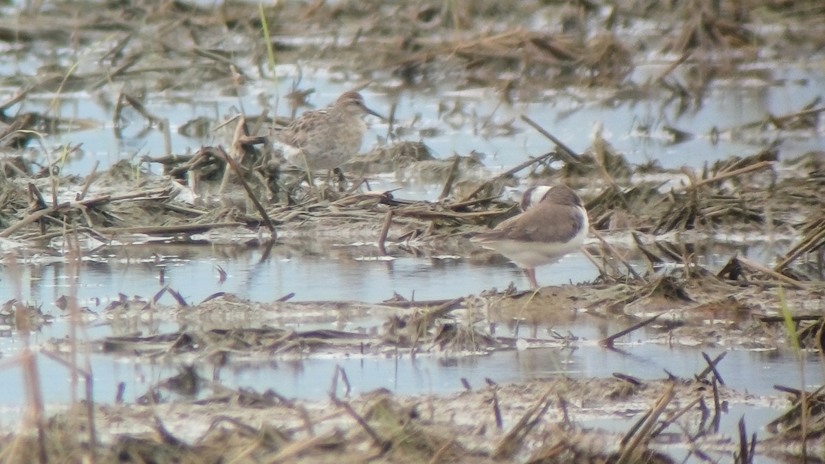 Sharp-tailed Sandpiper - ML643240513