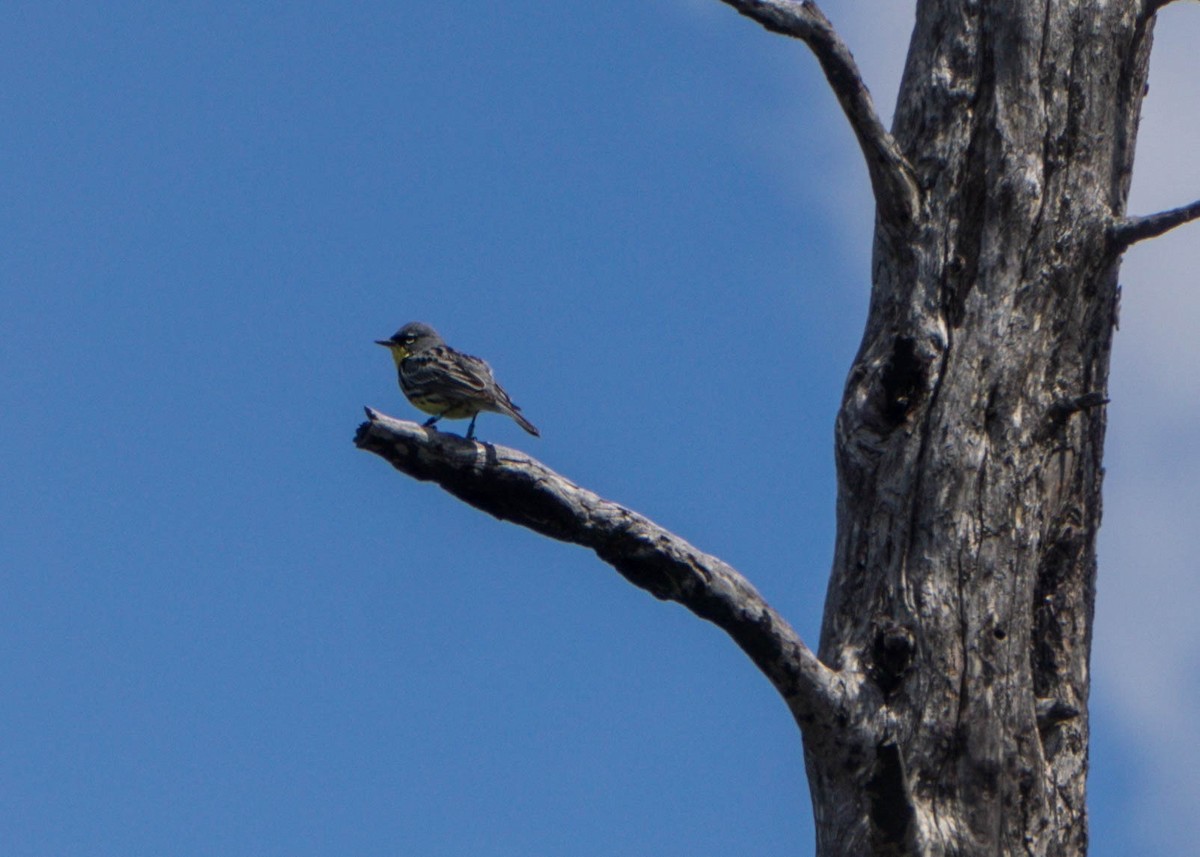 Kirtland's Warbler - ML643240532
