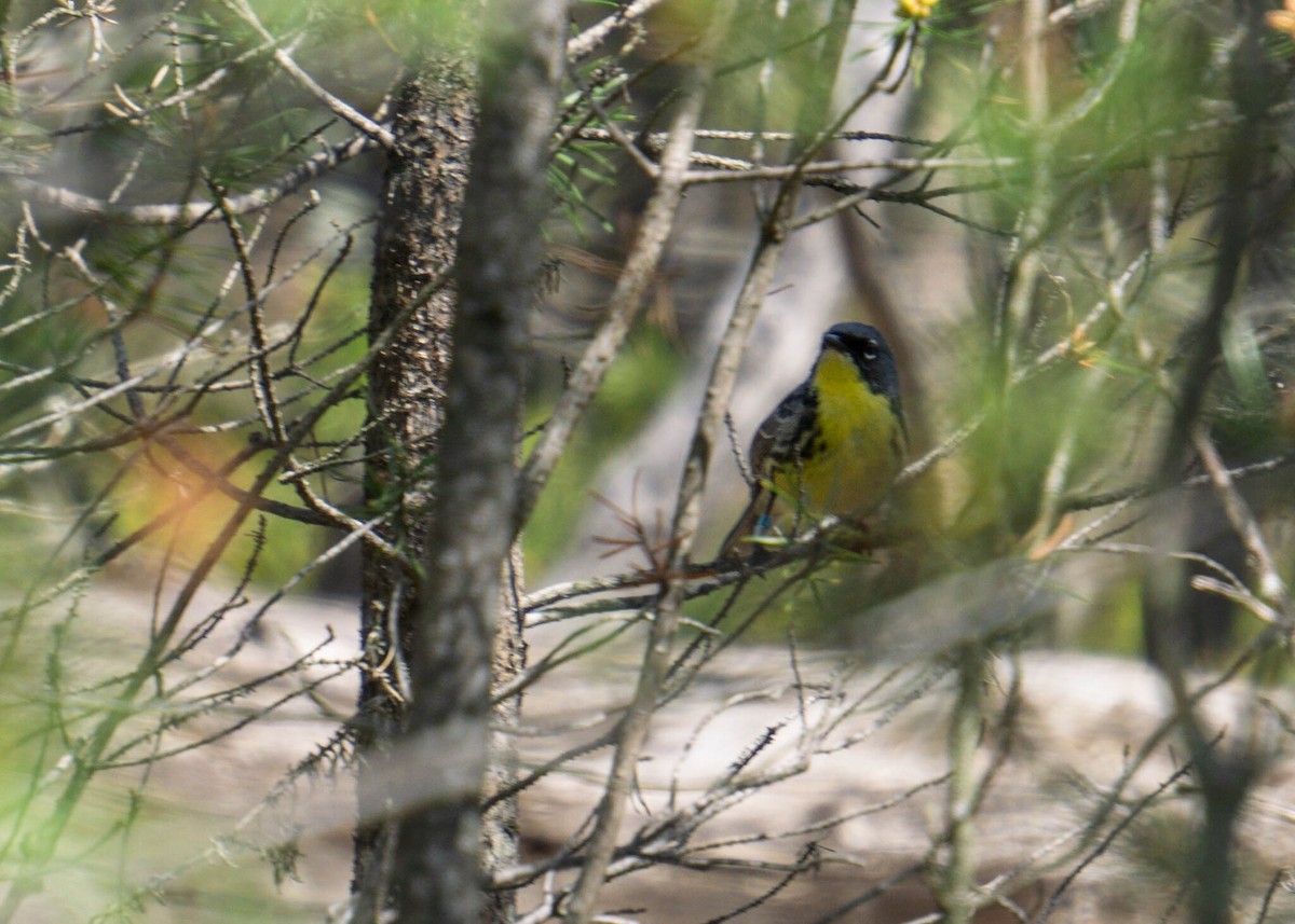Kirtland's Warbler - ML643240533