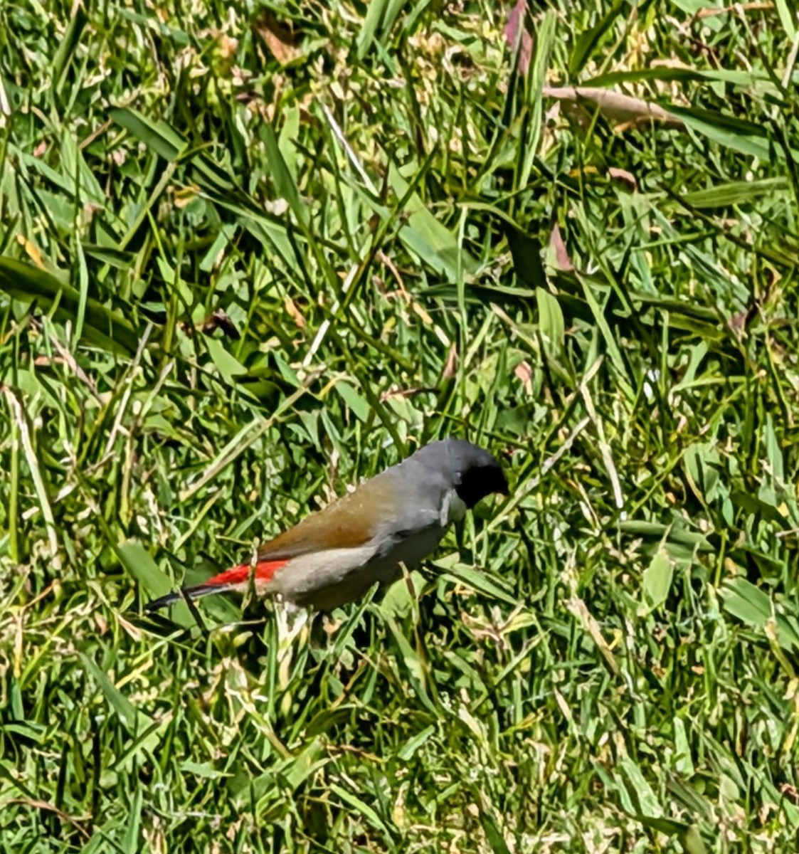 Swee Waxbill - ML643240544