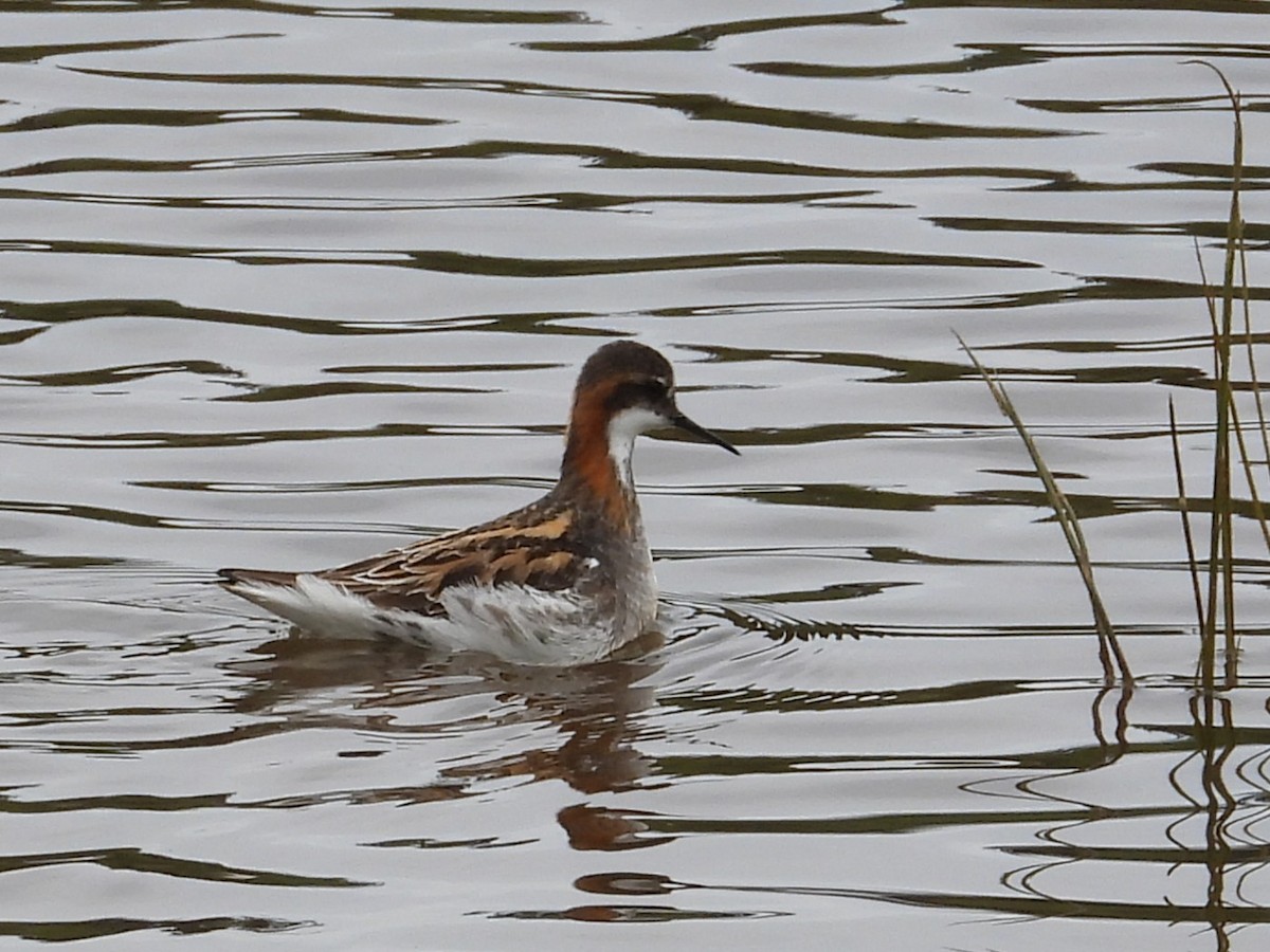 Red-necked Phalarope - ML643240568