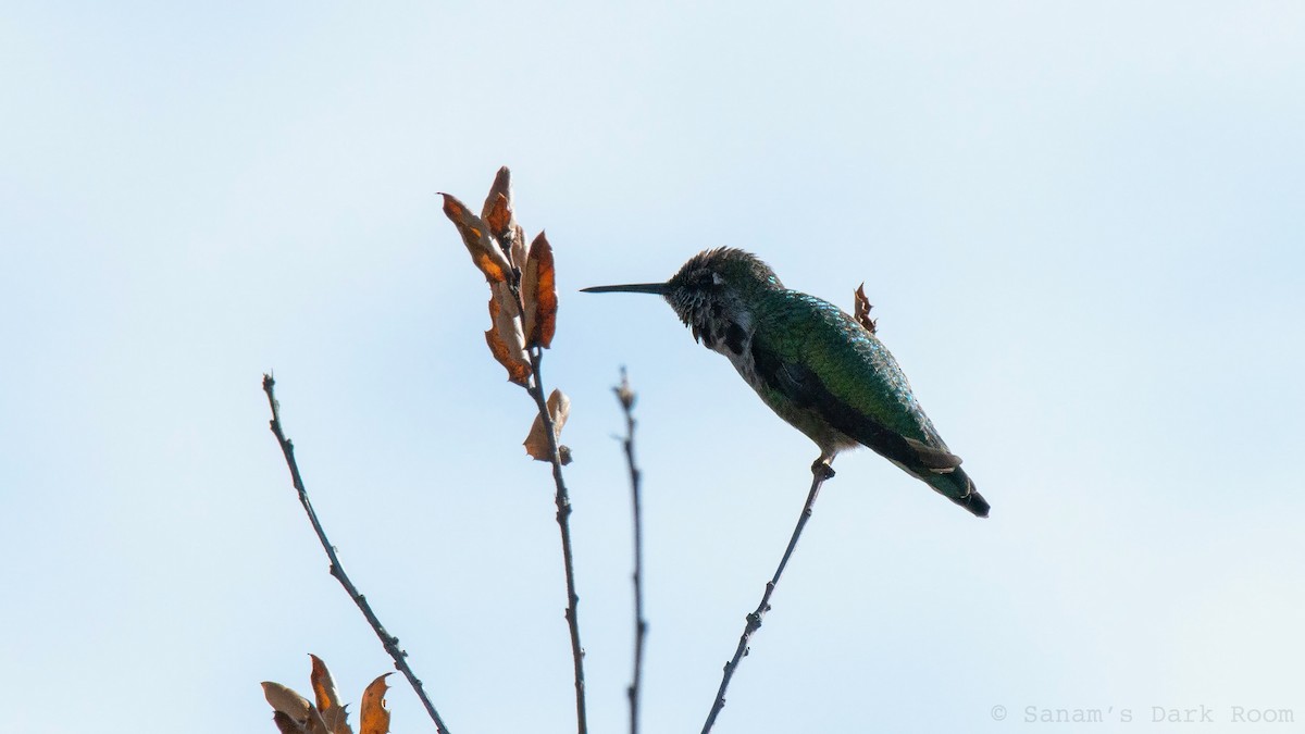 Anna's Hummingbird - ML643240584