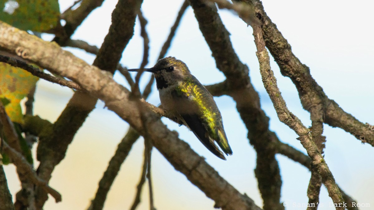 Anna's Hummingbird - ML643240586