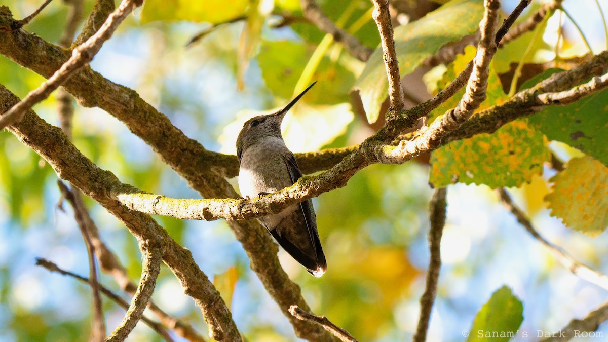 Anna's Hummingbird - ML643240587