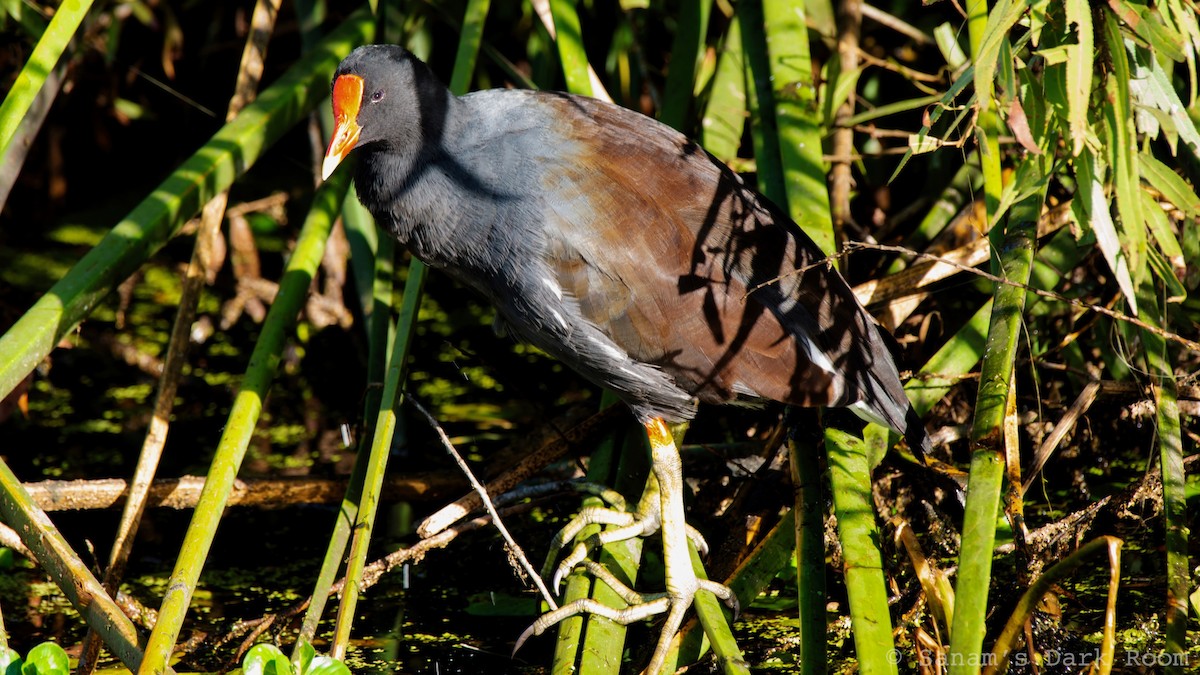 Common Gallinule - ML643240589