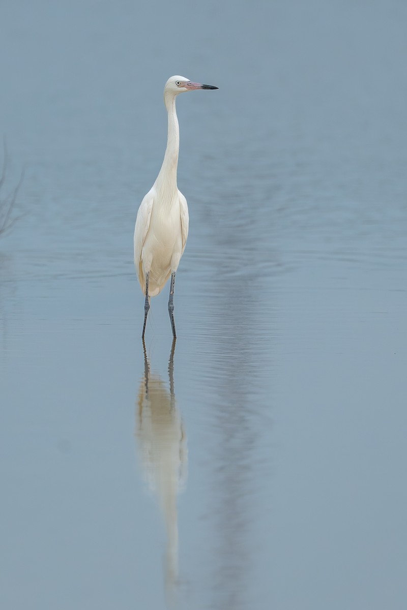 Tricolored Heron - ML643240590