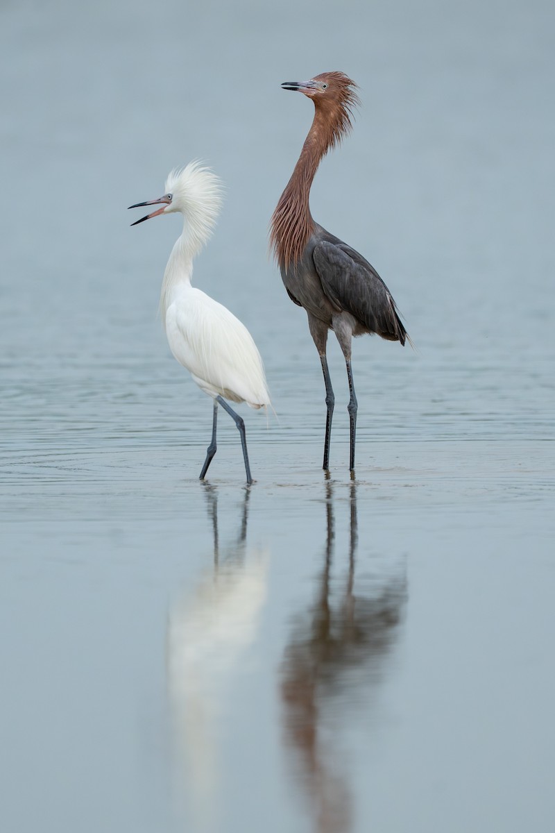 Reddish Egret - ML643240591