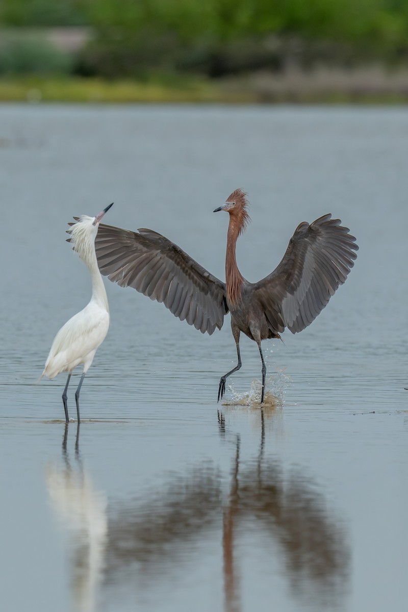 Reddish Egret - ML643240592