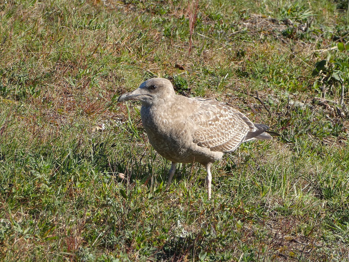 American Herring Gull - ML643240604