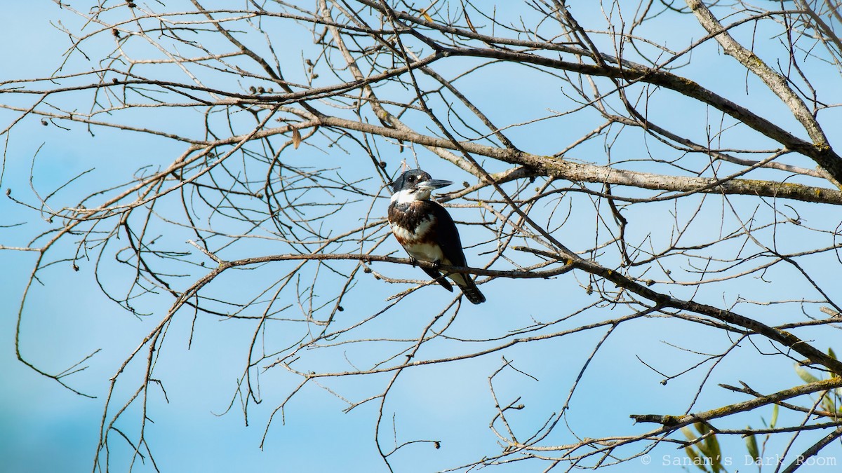 Belted Kingfisher - ML643240605