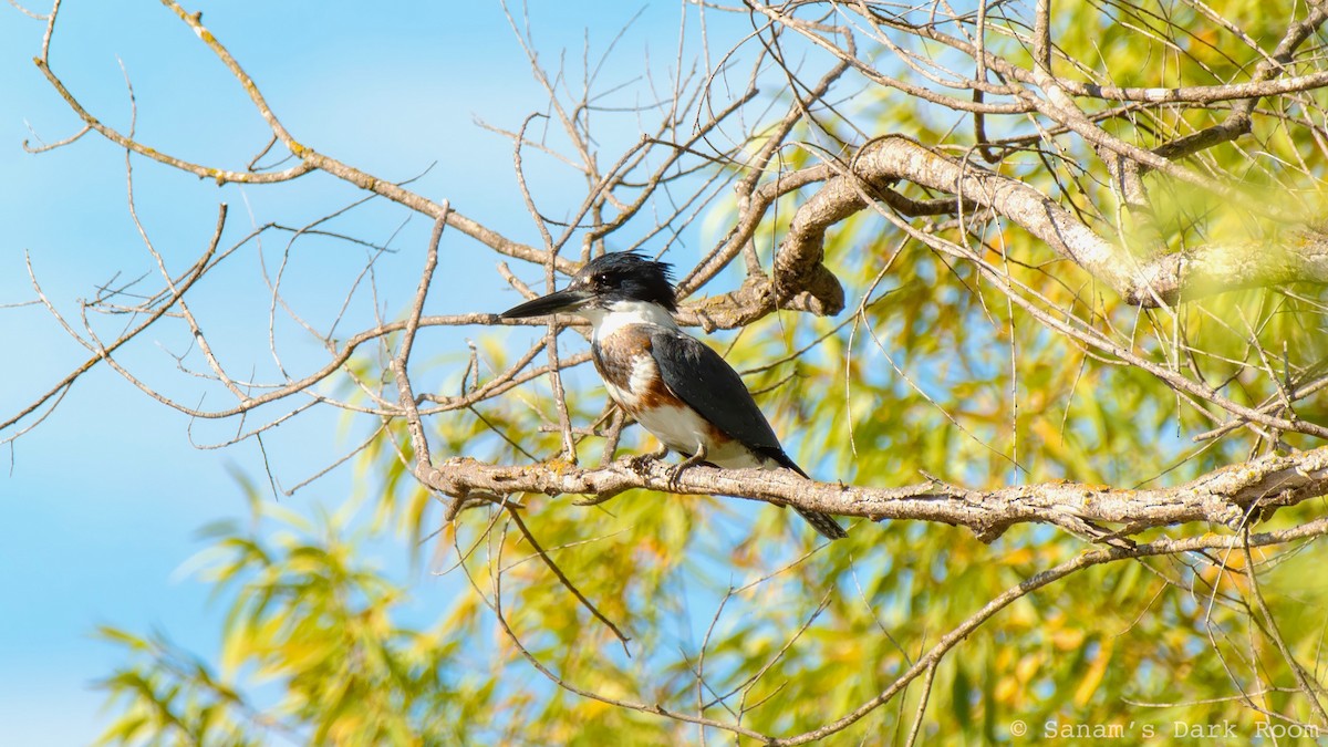 Belted Kingfisher - ML643240607