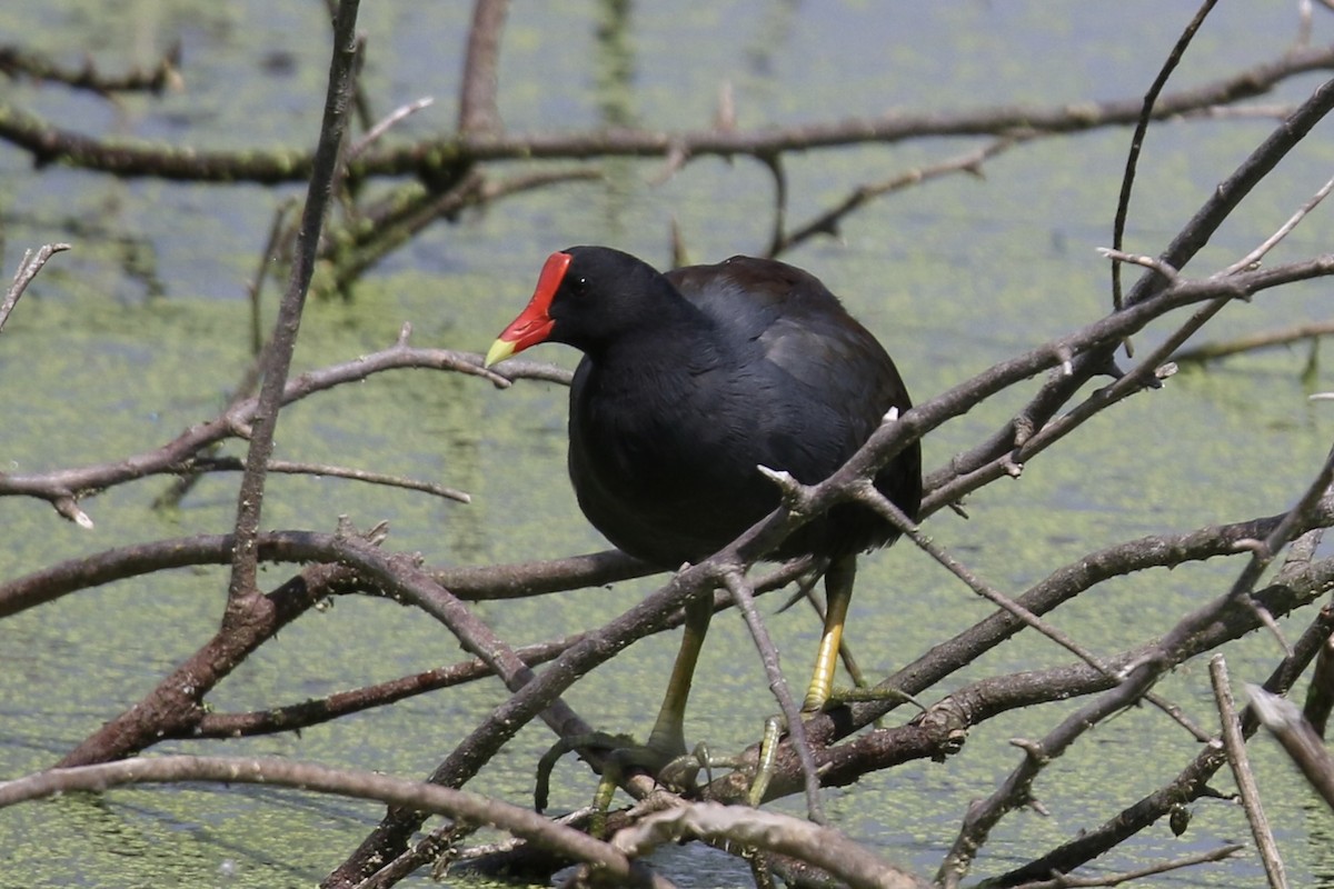 Gallinule d'Amérique - ML643240608
