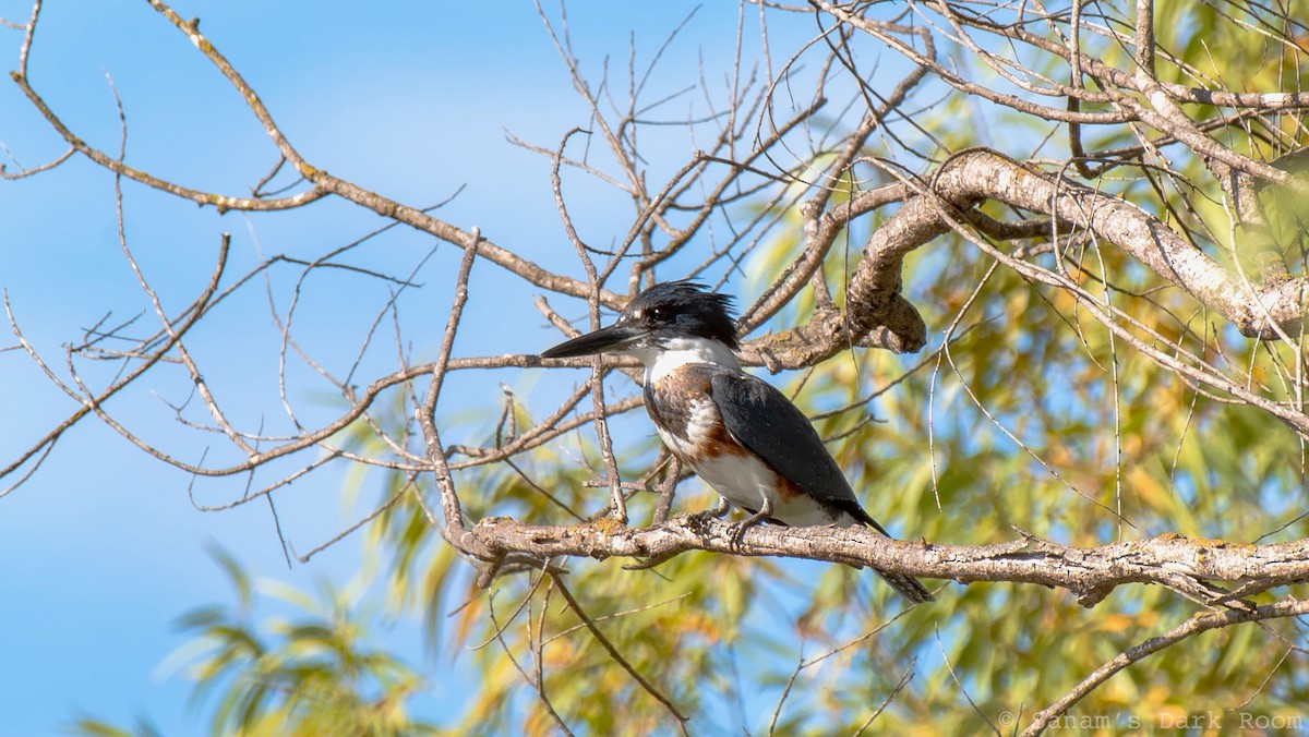 Belted Kingfisher - ML643240609