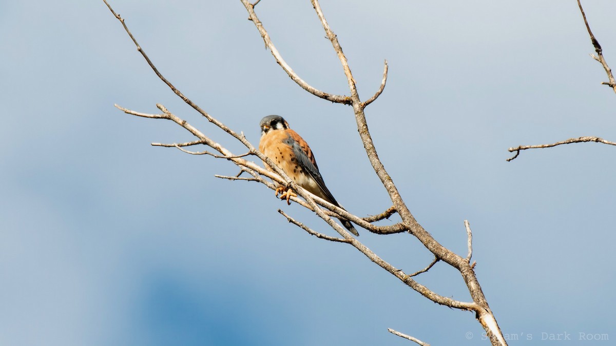 American Kestrel - ML643240618
