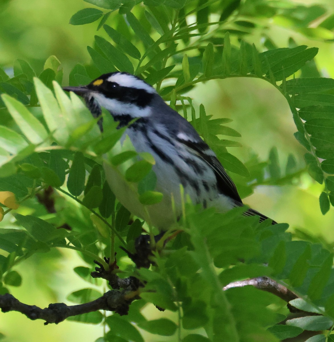 Black-throated Gray Warbler - Steve Minard