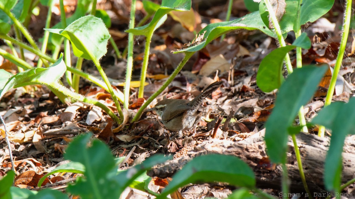 Bewick's Wren - ML643240622