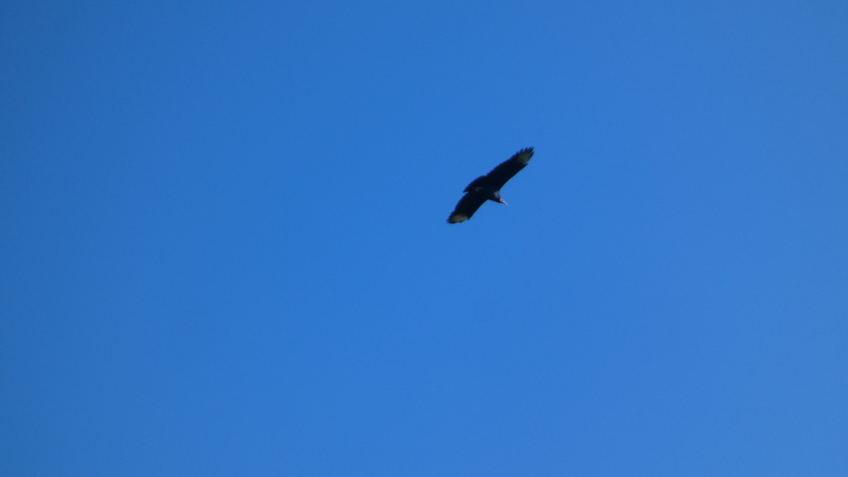 Black Vulture - ML643240624