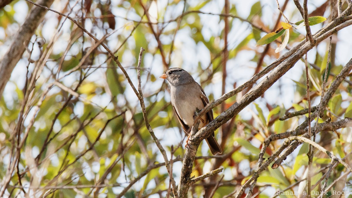 White-crowned Sparrow - ML643240626