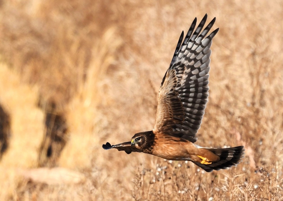 Northern Harrier - ML643240629