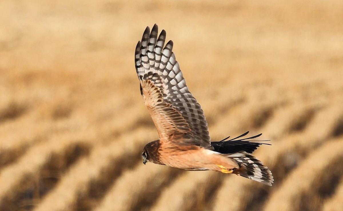 Northern Harrier - ML643240630
