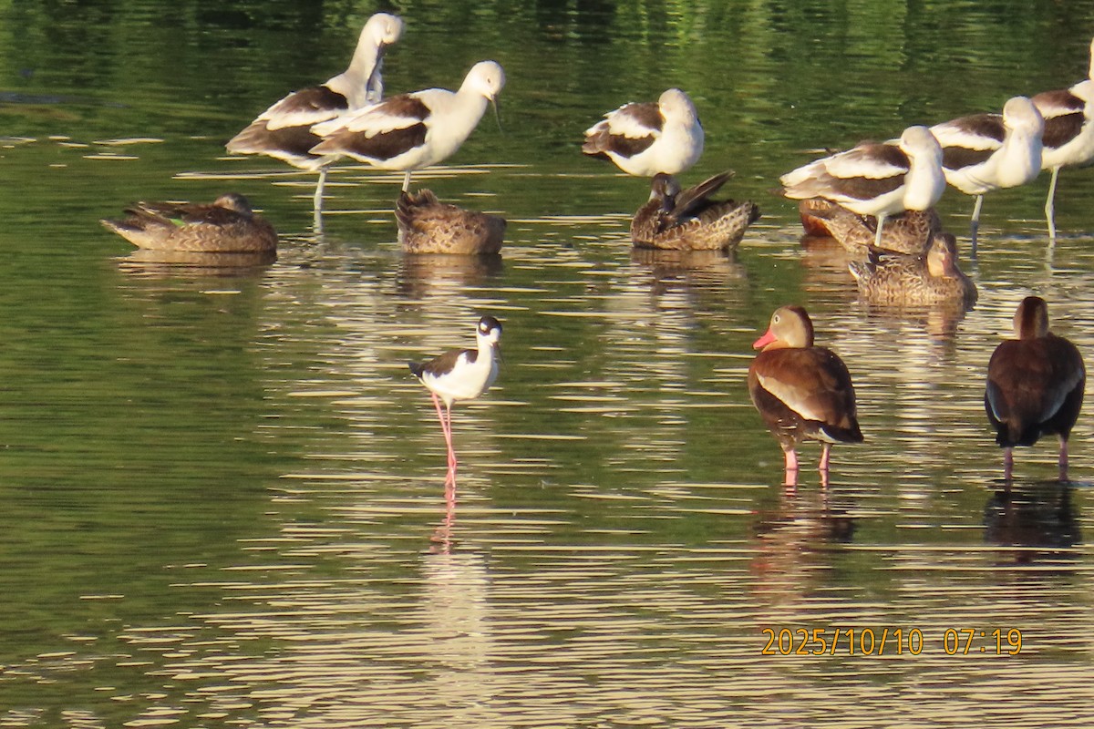Black-necked Stilt - ML643240638