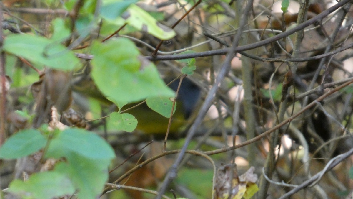 Mourning Warbler - ML643240642
