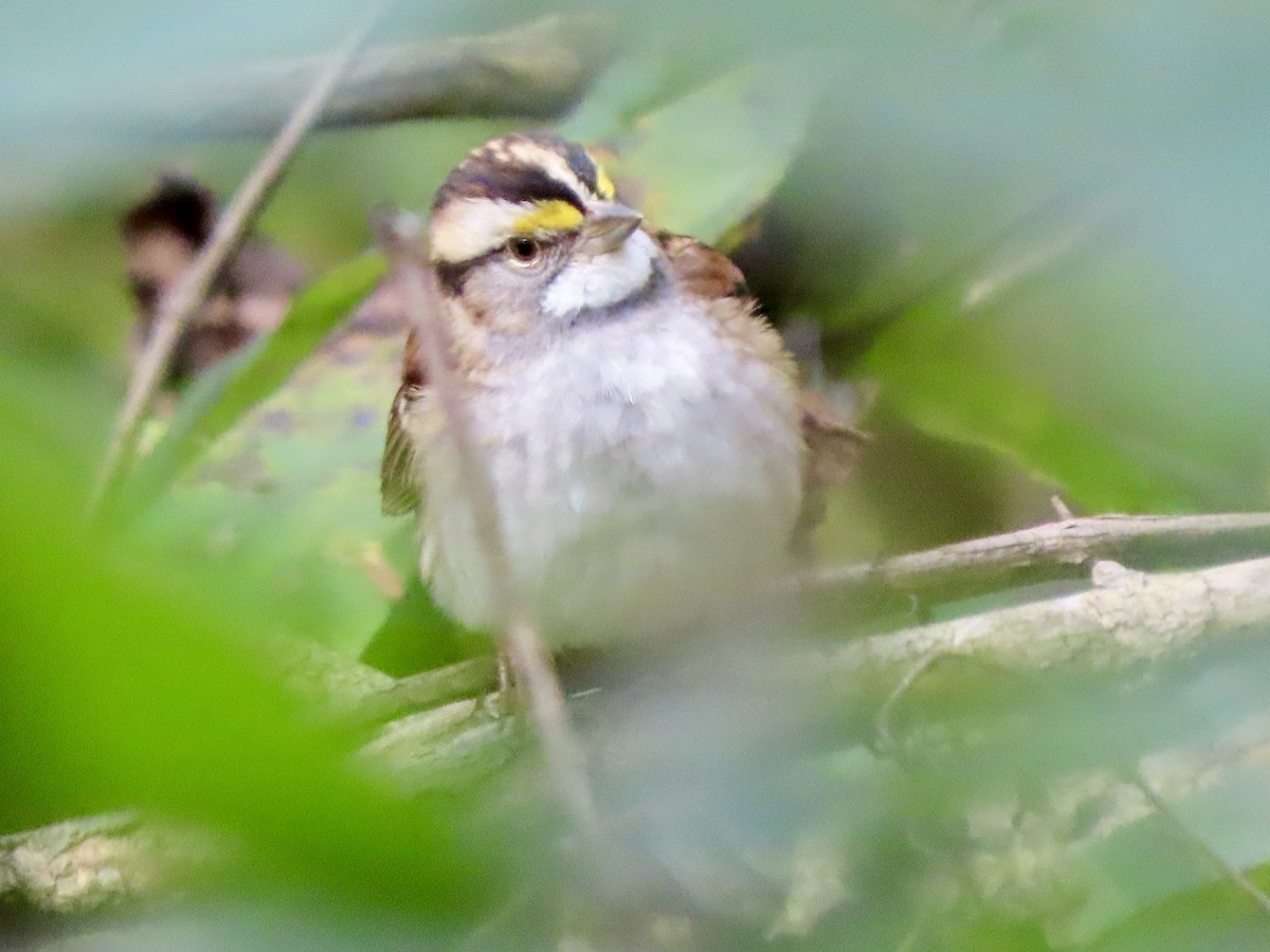 White-throated Sparrow - ML643240665