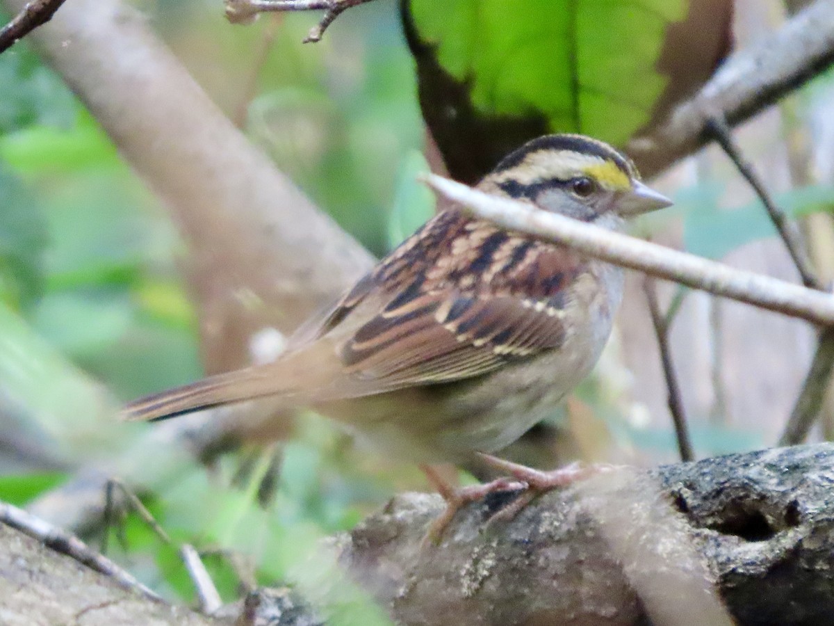 White-throated Sparrow - ML643240666