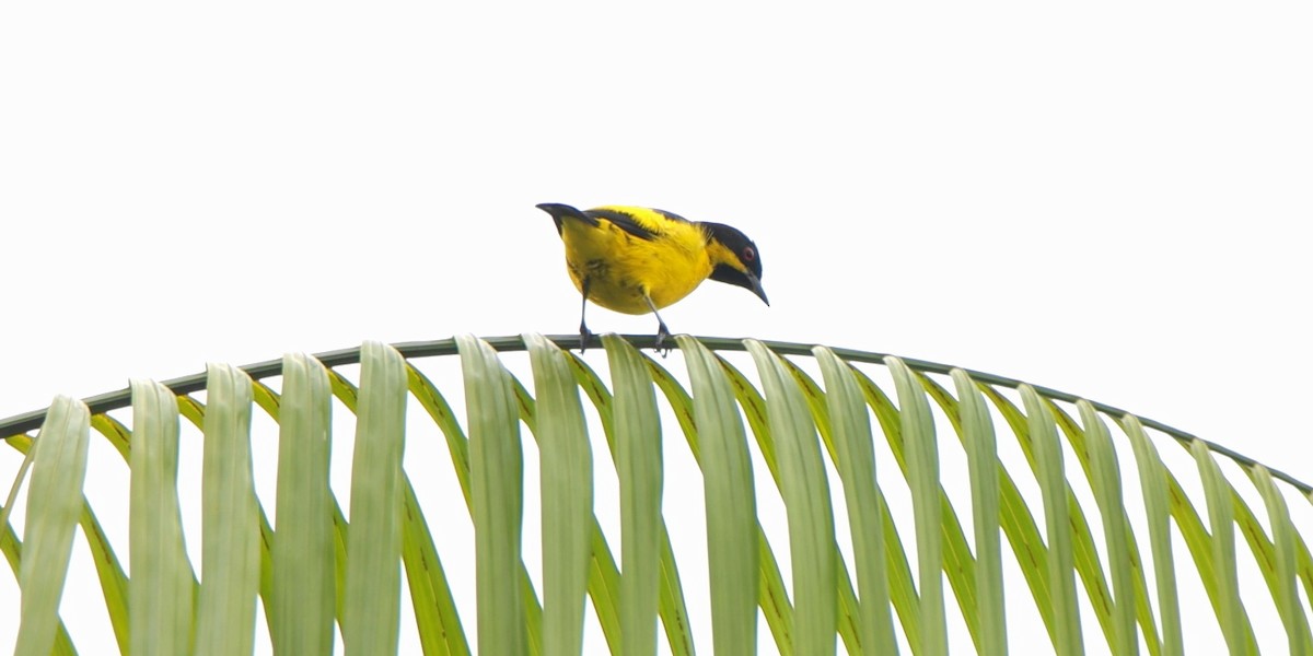 Yellow-bellied Dacnis - ML643240673