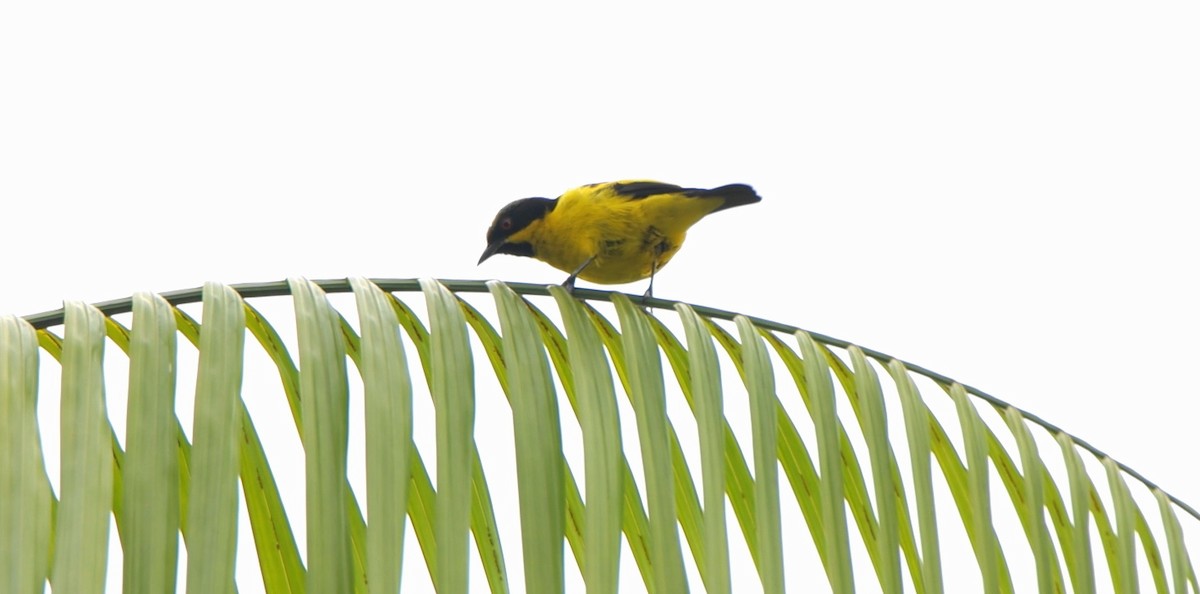 Yellow-bellied Dacnis - ML643240674