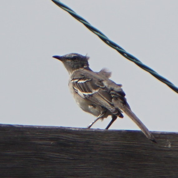 Northern Mockingbird - ML643240686