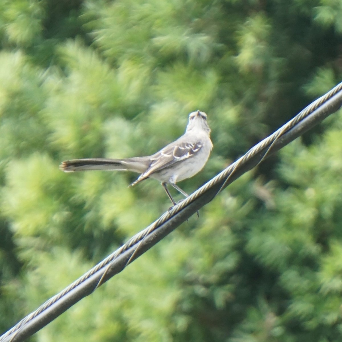 Northern Mockingbird - ML643240687