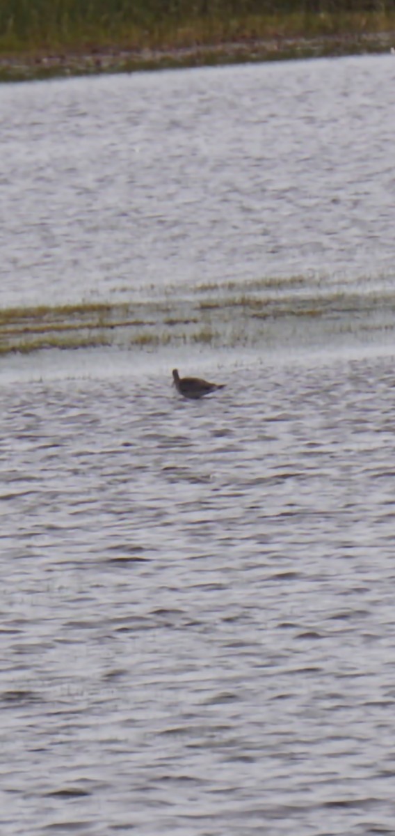 Hudsonian Godwit - Donna McAdams
