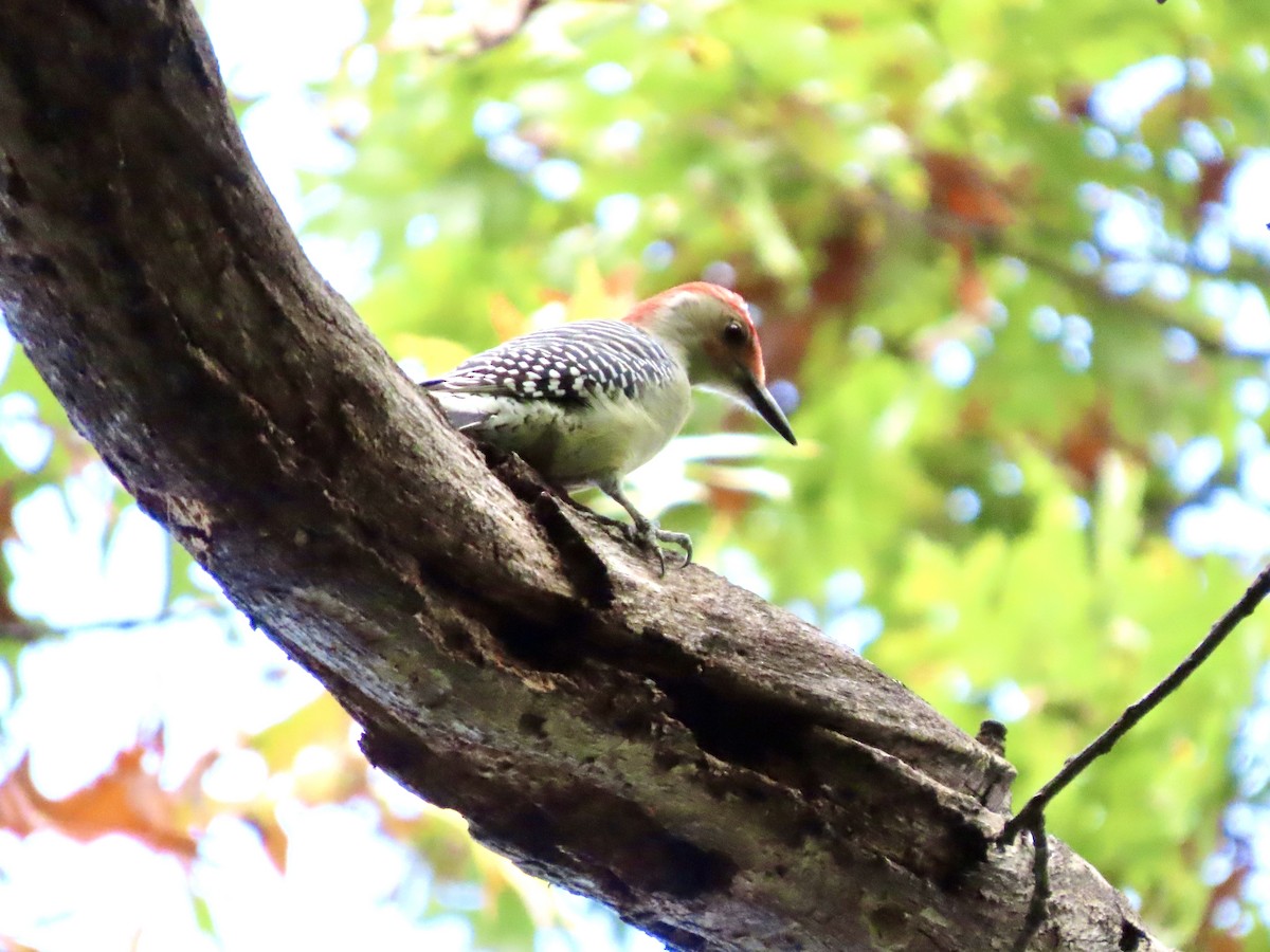 Red-bellied Woodpecker - ML643240701