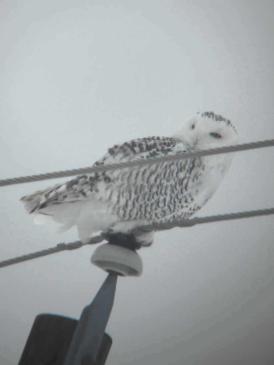 Harfang des neiges - ML643240709