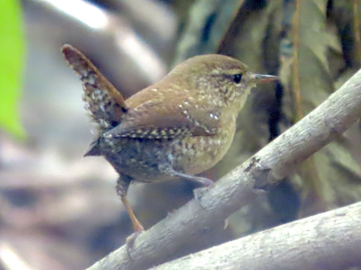 Winter Wren - ML643240711