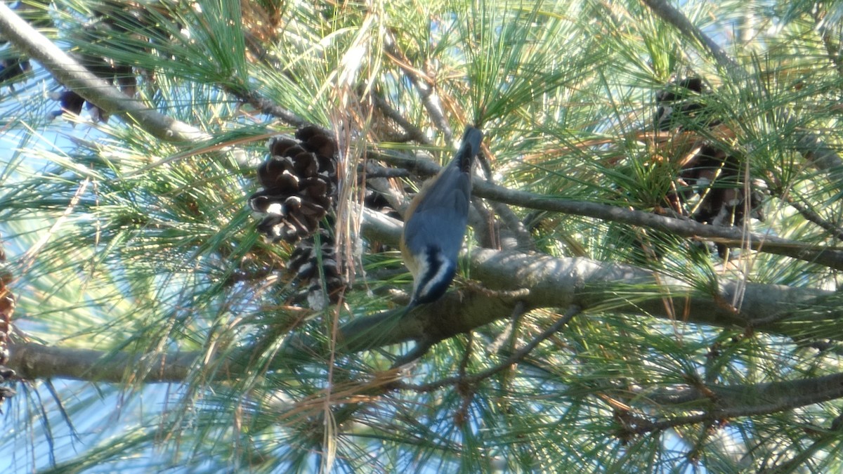 Red-breasted Nuthatch - ML643240724