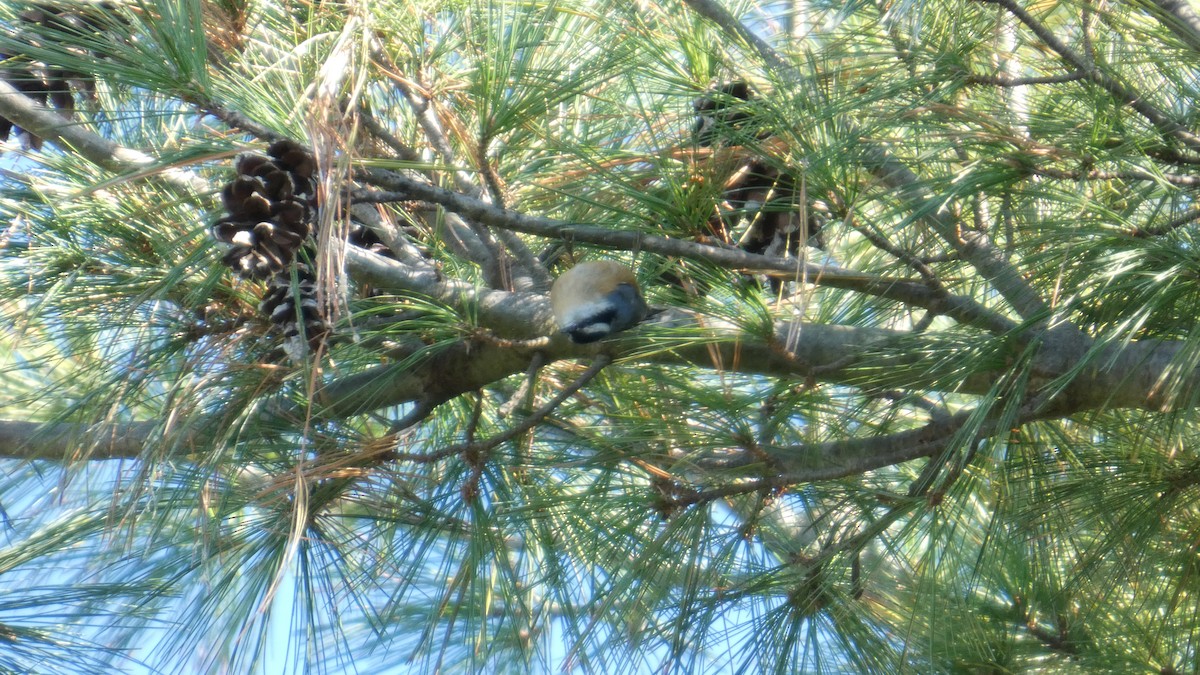Red-breasted Nuthatch - ML643240725