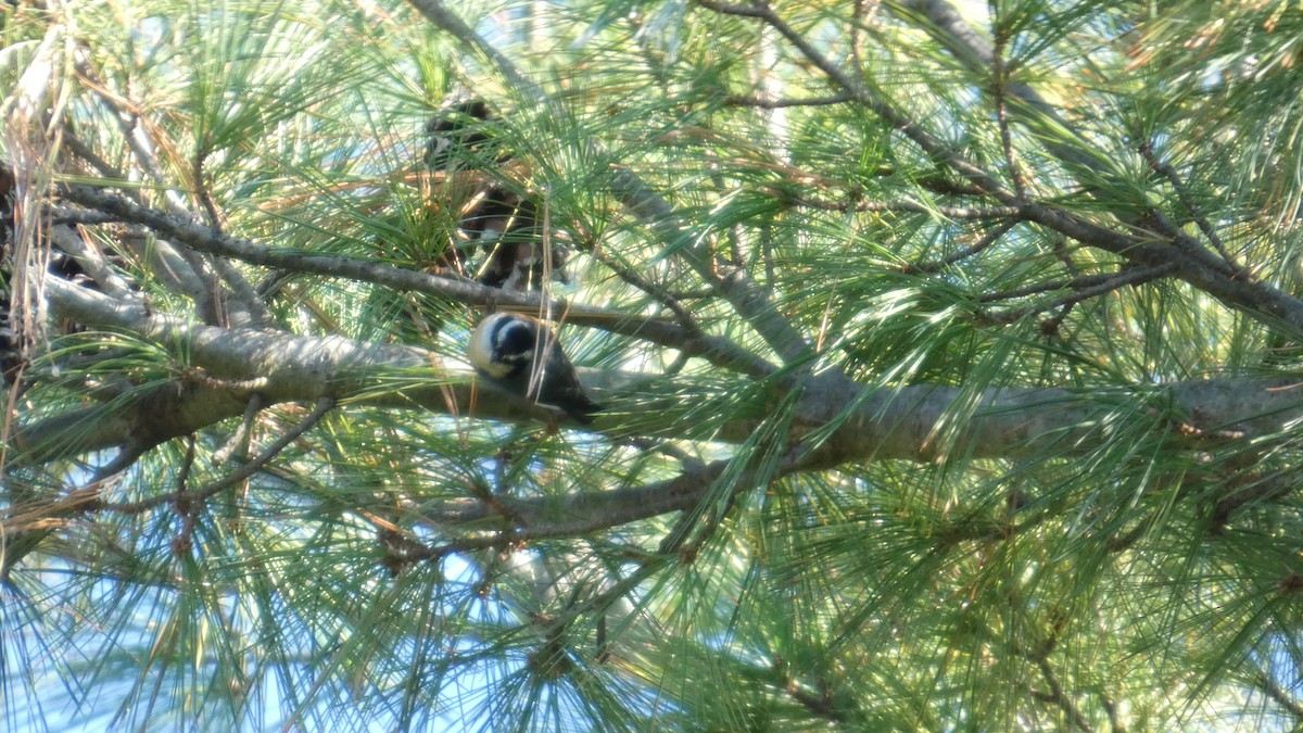 Red-breasted Nuthatch - ML643240726