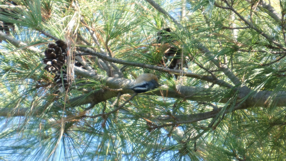 Red-breasted Nuthatch - ML643240727