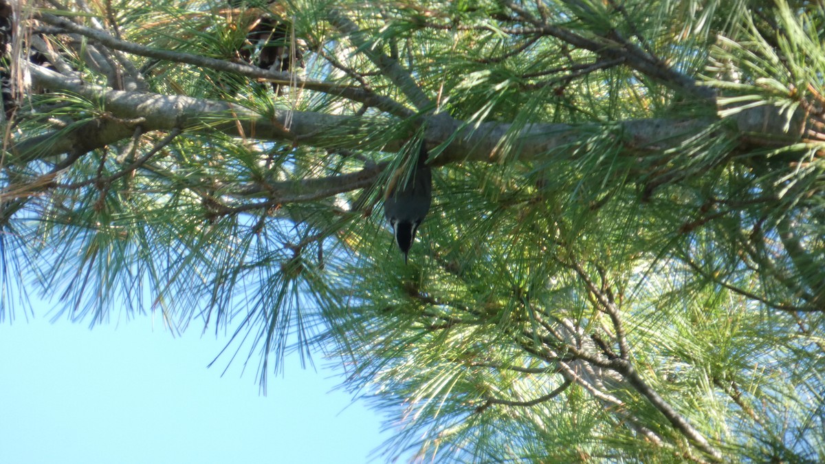 Red-breasted Nuthatch - ML643240728