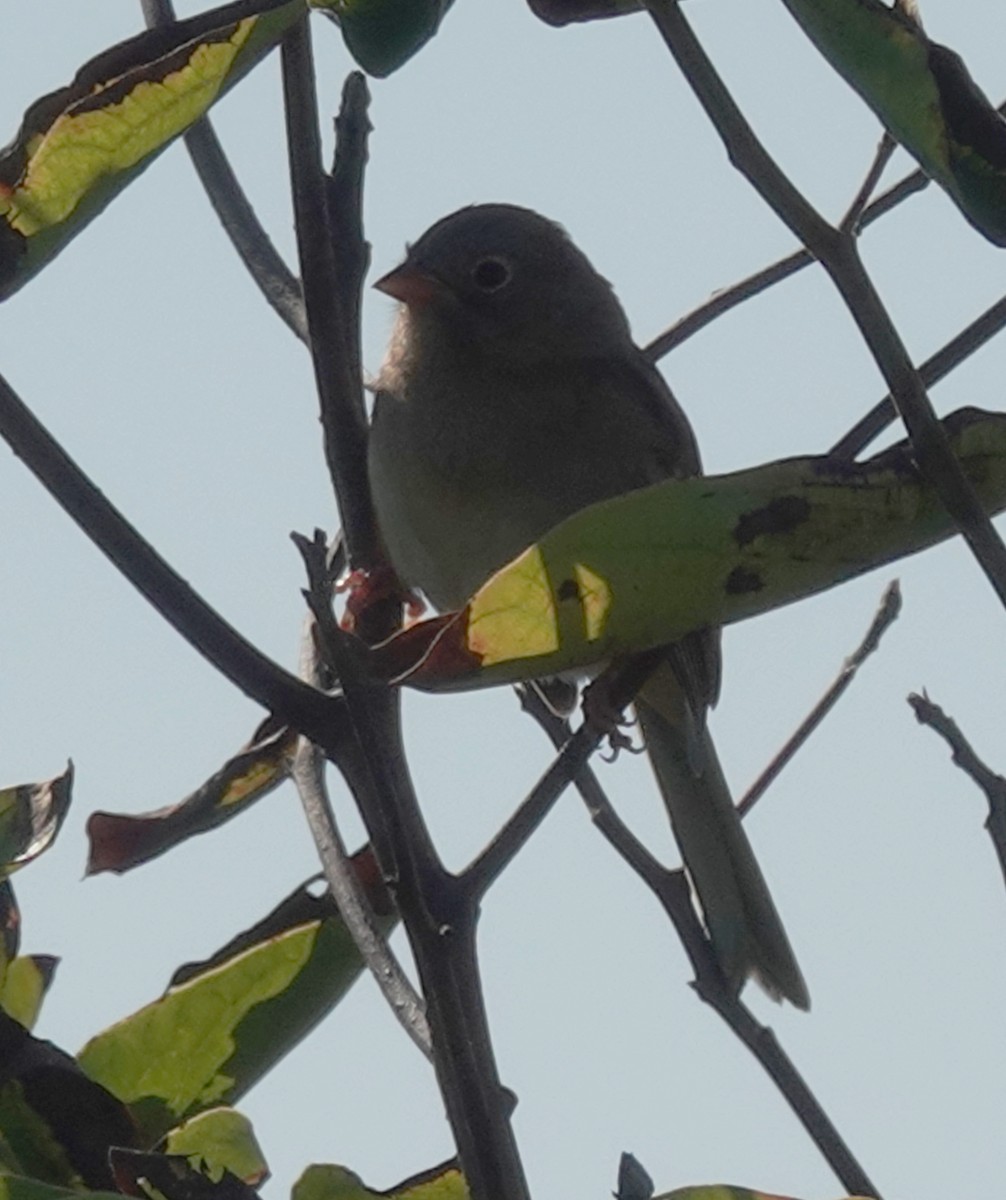 Field Sparrow - ML643240738