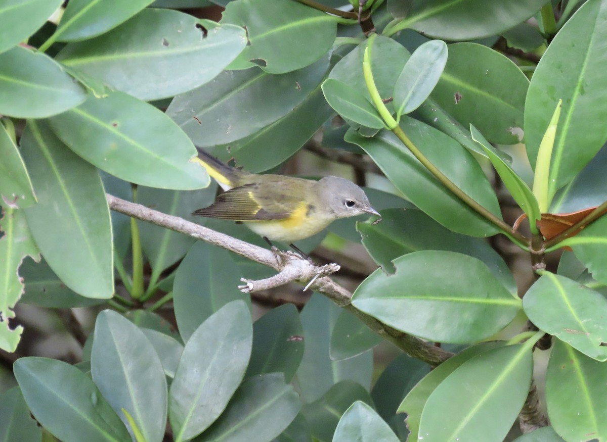 American Redstart - ML643240741