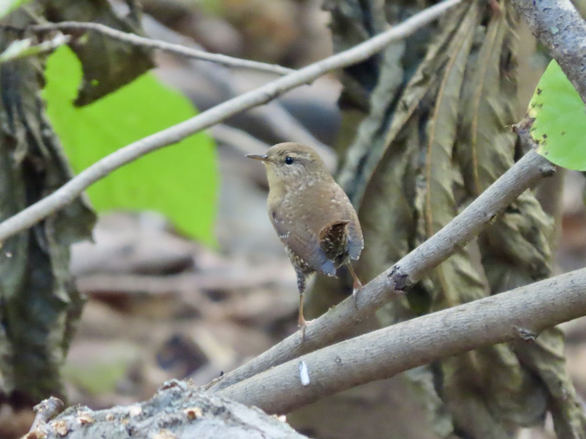 Winter Wren - ML643240743