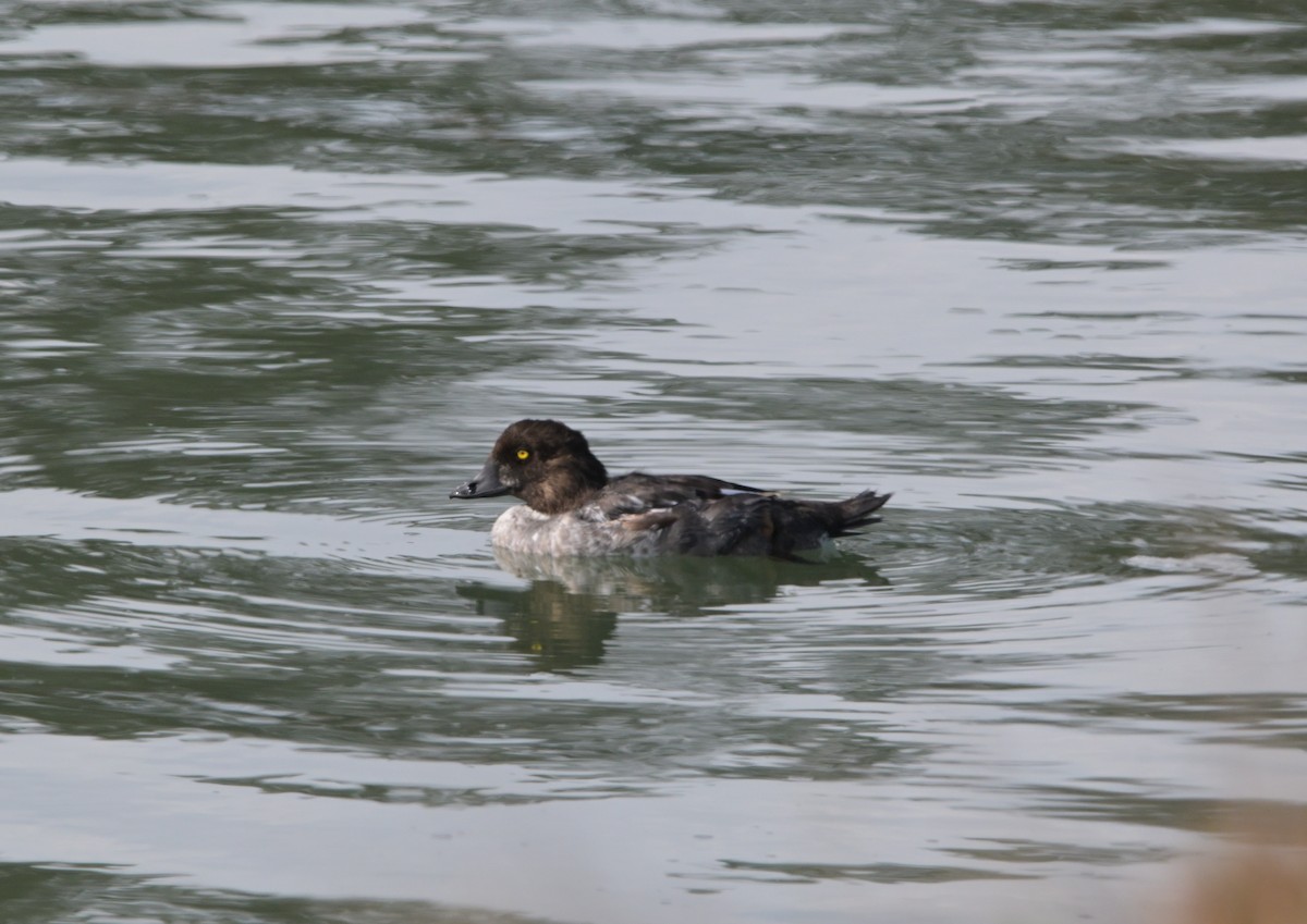 Common Goldeneye - ML643240758