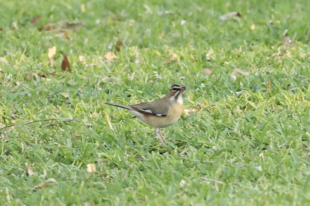 Bearded Scrub-Robin - ML643240759