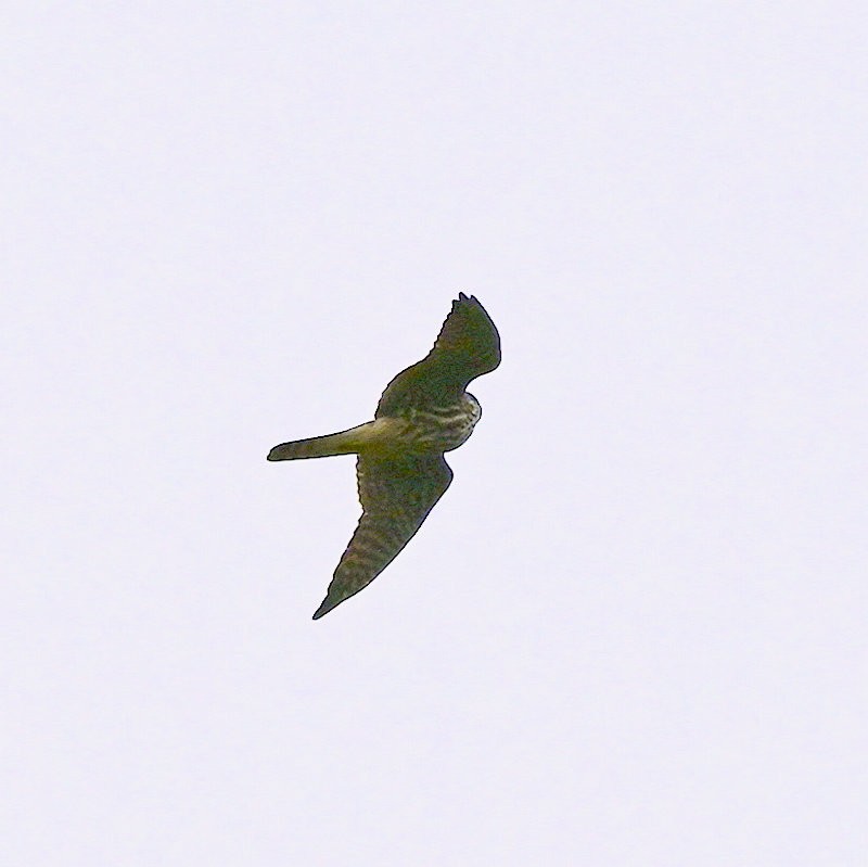 Merlin - ML643240760