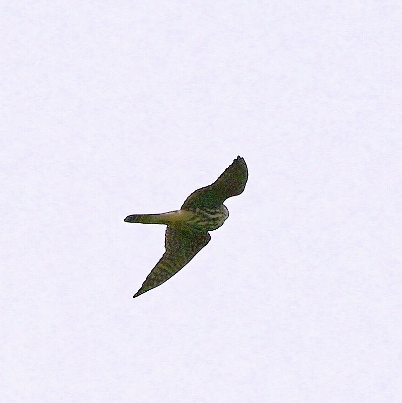 Merlin - ML643240761